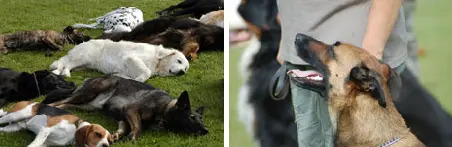 Twee foto's van volwassen honden die getrained worden