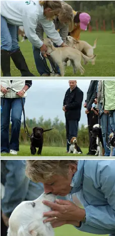 Drie foto's van puppies die getrained worden