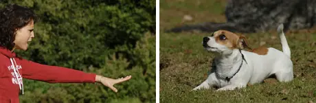 Twee foto's van jonge honden