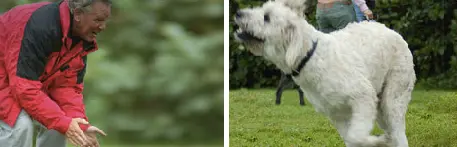 Twee foto's van jonge honden