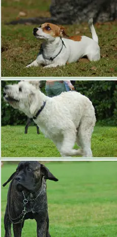 Drie foto's van jonge honden